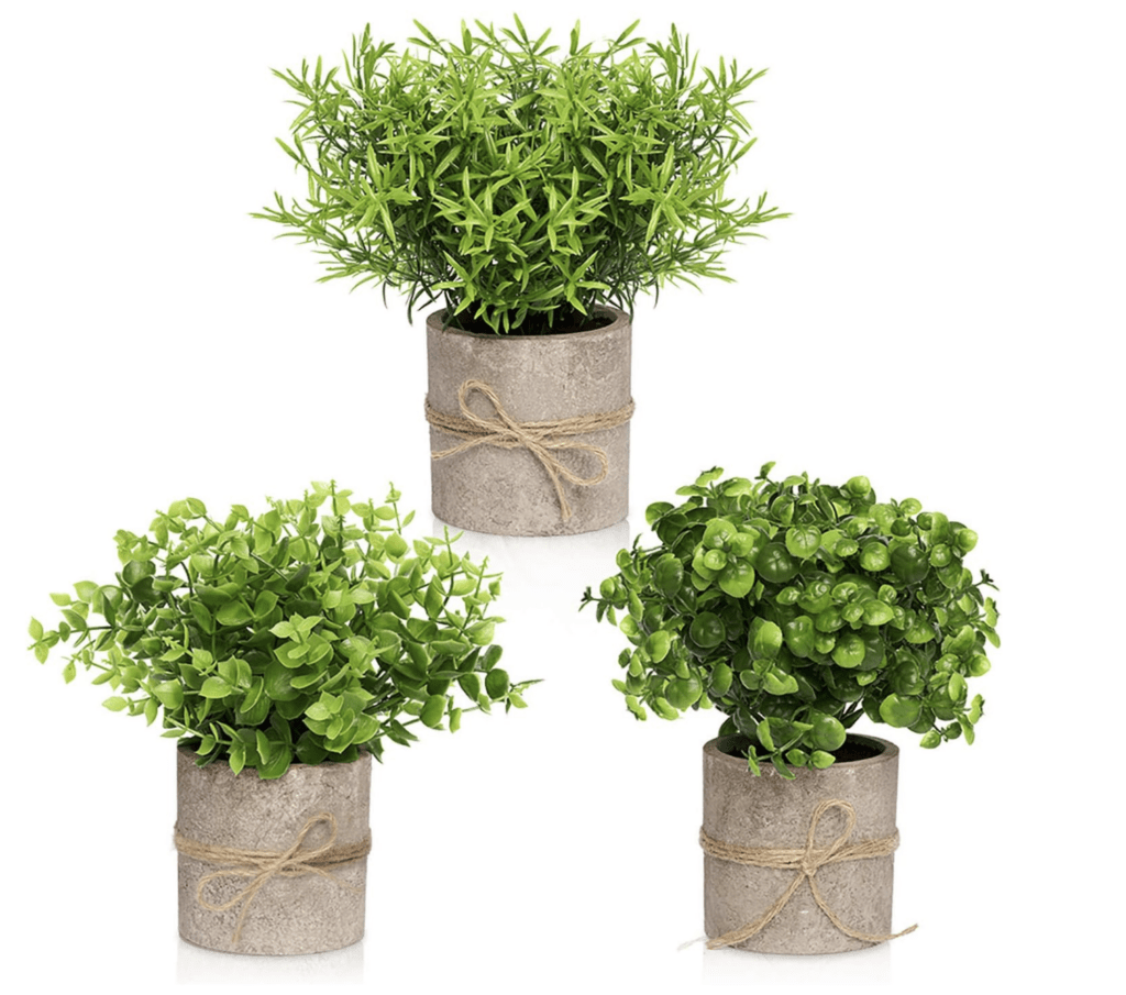 FORTIVO Succulent Set!